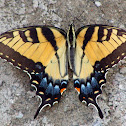 Eastern Tiger Swallowtail