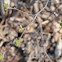 Windy City Fothergilla