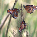 Queen Butterflies