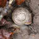 Snail