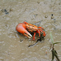 Fiddler Crab