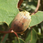 Tortiose leaf beetle