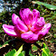 Rhododendron flowers