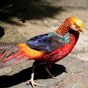 golden pheasant