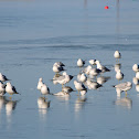 Ring-billed Gull