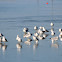 Ring-billed Gull