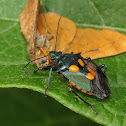 Florida Predatory Stink Bug