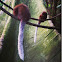 Dusky Titi Monkey