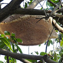 Beehive