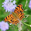 Polygonia c-album/Comma