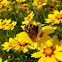 Painted lady butterfly