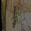 Bark Mantis