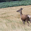 Red Deer