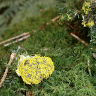 Dog vomit slime mould