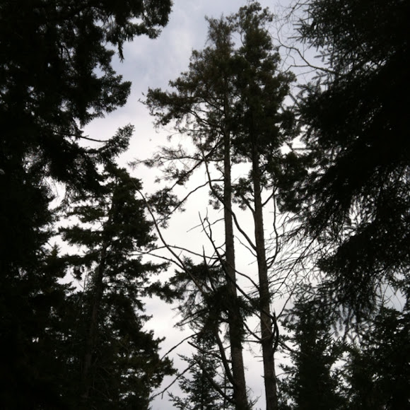 Spotting Image 1