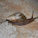 African land snail