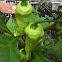Ghost Peppers