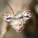 Indian Bark Mantis
