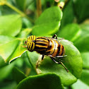 Band-eyed drone fly