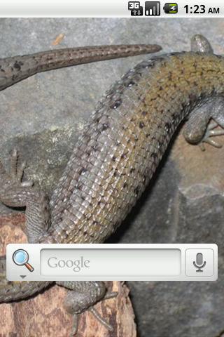 Lizards Live Wallpaper