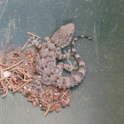 Moorish wall gecko
