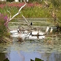 Cormorant?
