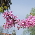 Judas Tree,Árvore de Judas