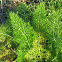 Fennel