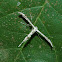 Pterophorid Moth