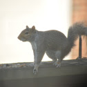 eastern gray squirrel 