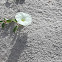 Beach Morning Glory