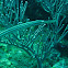 Trumpetfish