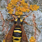 Hornet Moth