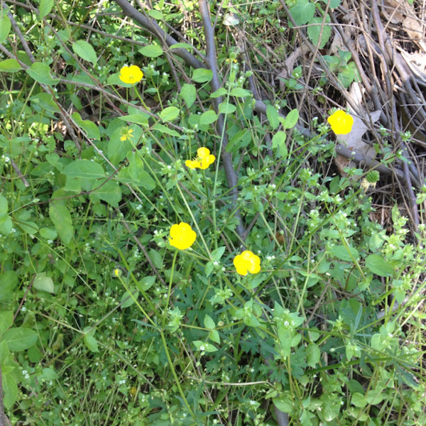 Bulbous Buttercup Project Noah
