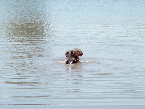 Spotting Image 1