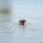 Hippopotamus
