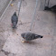 Pigeon