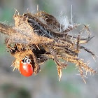Western Blood-Red Lady Beetles