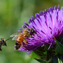 Honey bee