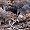 Visayan warty pig
