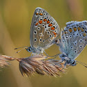 Common Blue