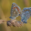 Common Blue