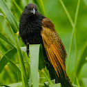 Lesser Coucal