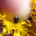 Black Bug