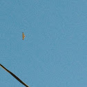 Red Tail Hawk