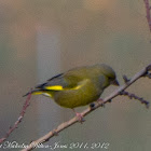 Greenfinch; Verderón