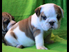 Bulldog Inglese En Adopcion