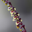 Mistletoe orchid
