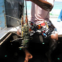 Bamboo Lobster