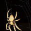 Garden Orb Web Spider